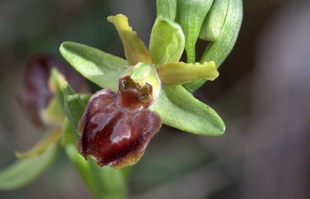 Ophrys della sezione Araniferae